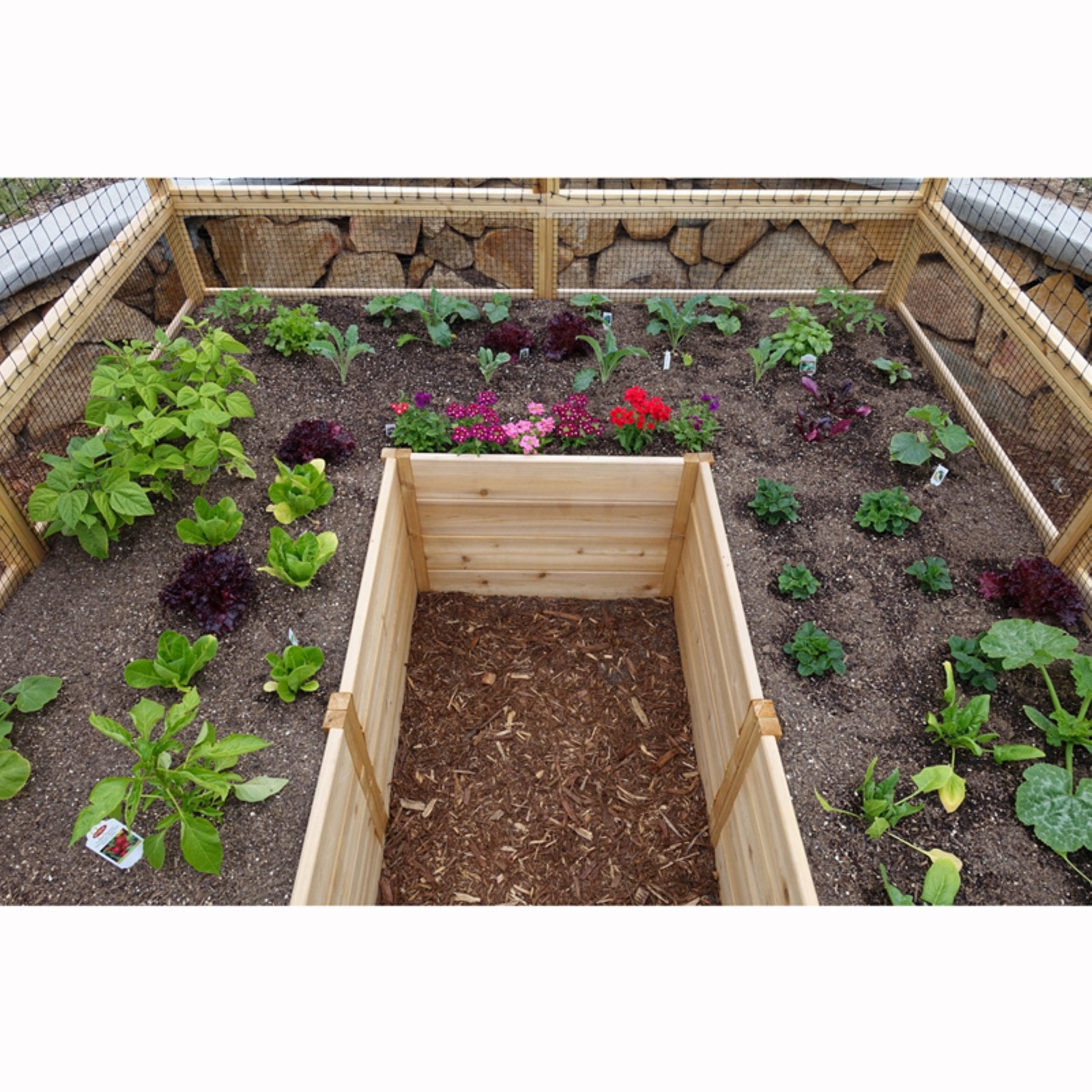 Outdoor Living Today 8x8-Foot Raised Cedar Garden Bed with Deer Fencing - John Pierce Auto Care